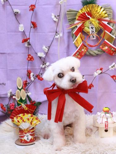 20230117シロくん